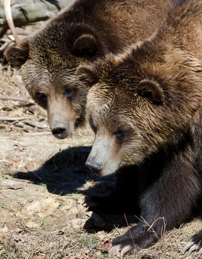 two grizzly bears