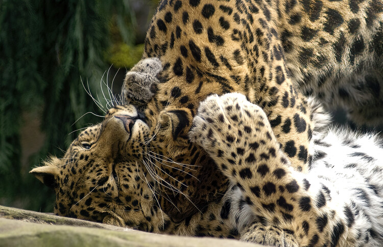 two leopards playing with each other