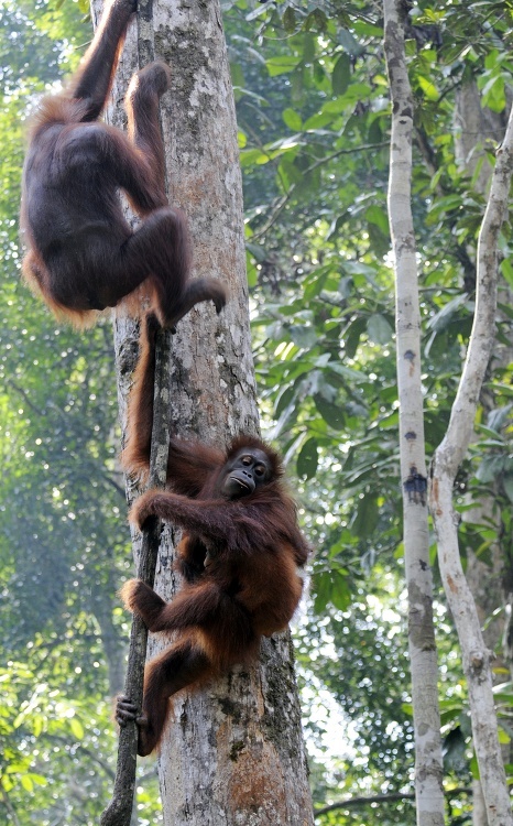 two orangutans climb up a tree