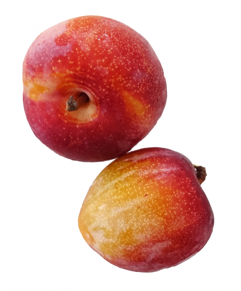 two plums photo object