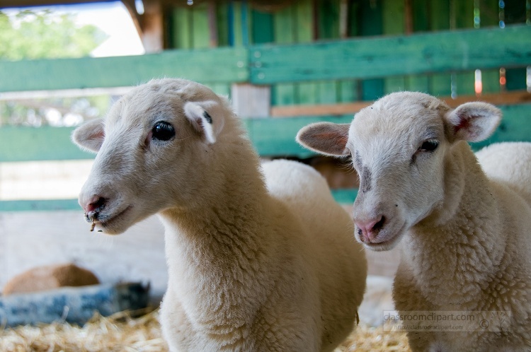 two sheep with wooden green fence in the background