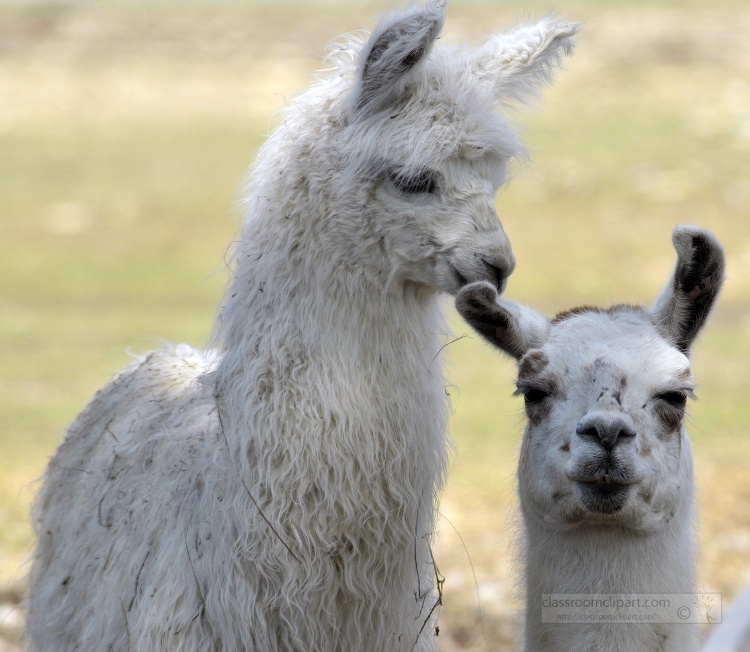 two white llamas at farm