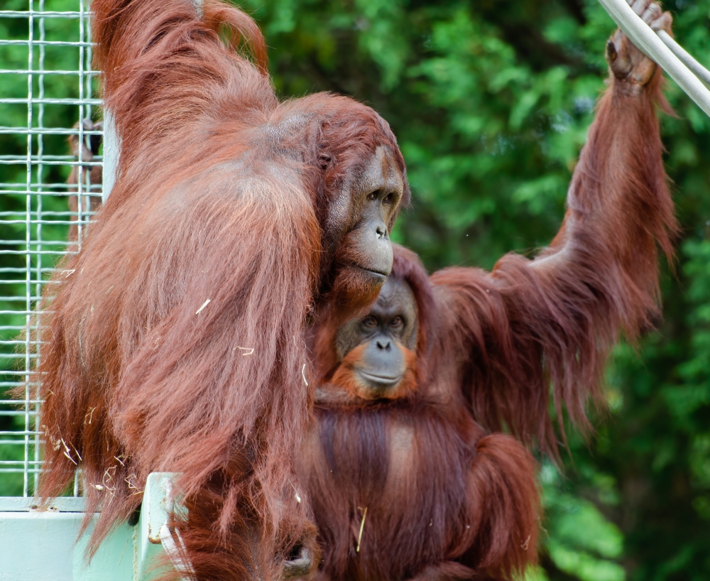 two_orangutan at zoo