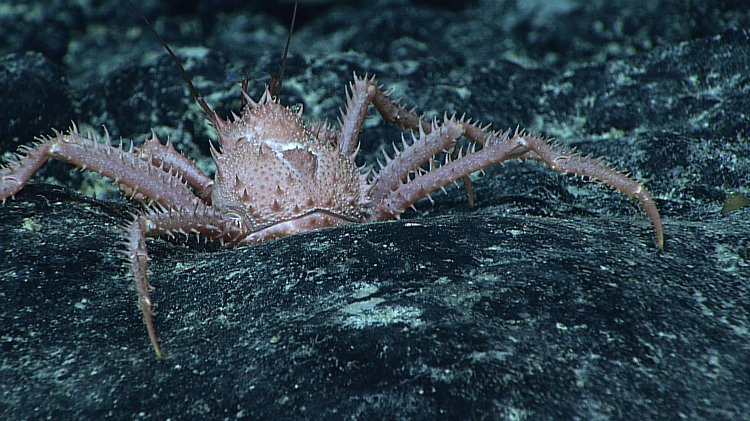 Unknown thorn-studded king crab marches across the seafloor