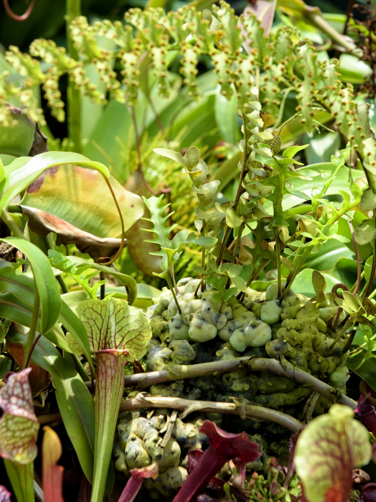 Variety of plants at garden