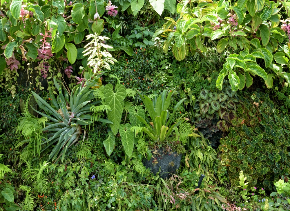 variety of plants flowers singapore cloud forest