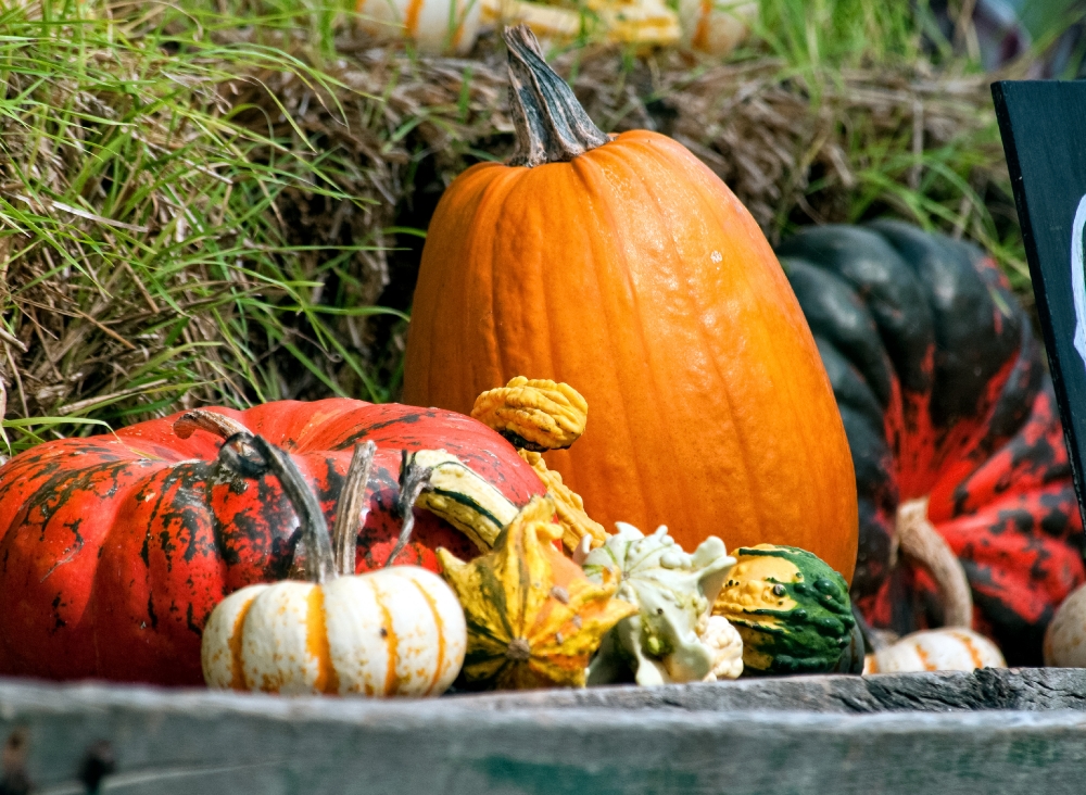 variety pumpkins gourds in metal wagon