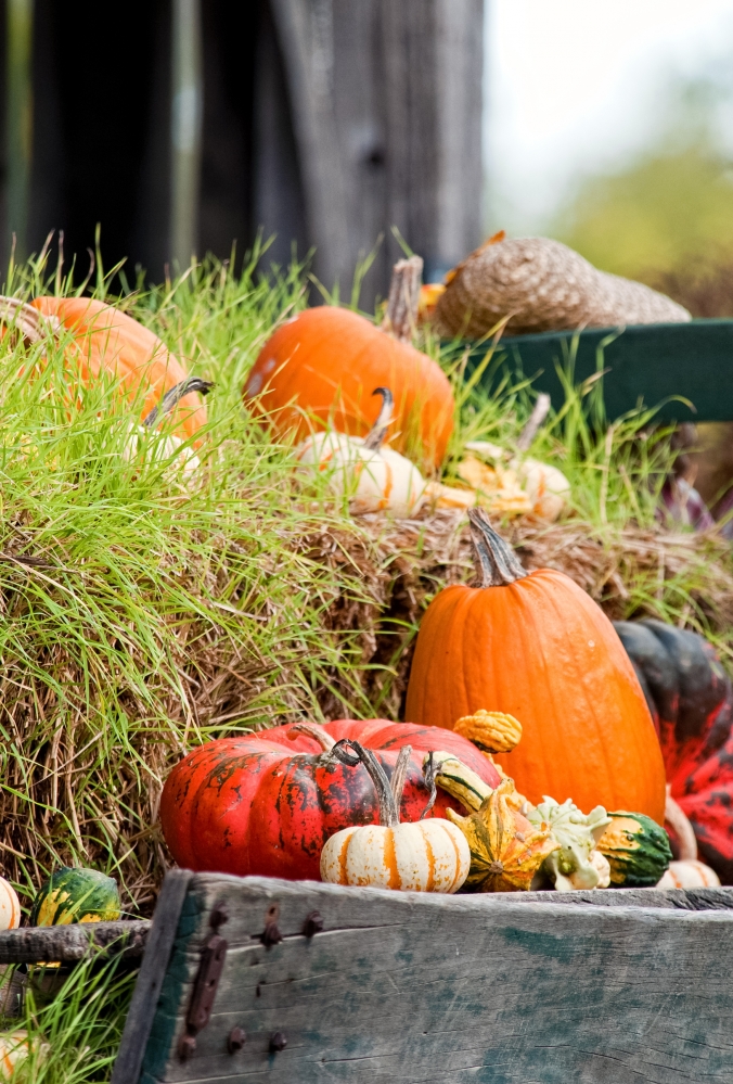 variety pumpkins gourds on grass near wagon