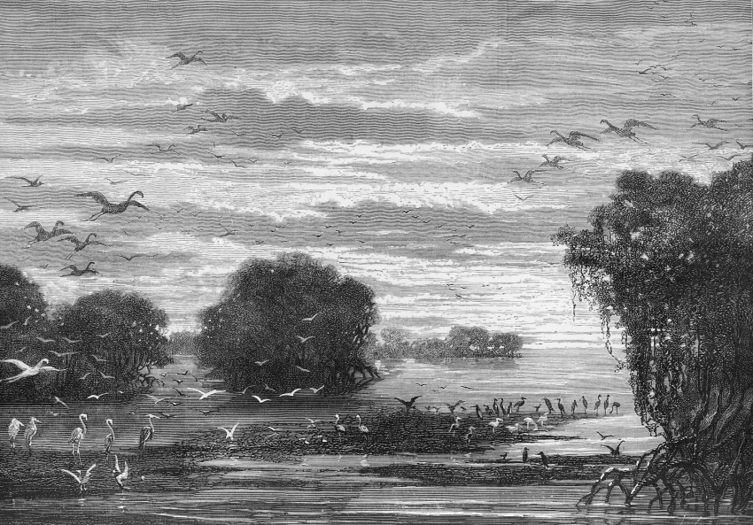 View on the River Surinam Dutch Guiana Illustration