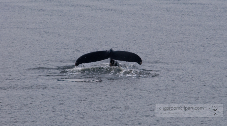 Viewing whales alaska