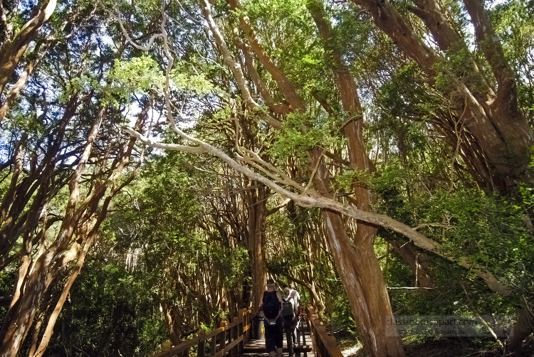 walkway thru trees park in argentina