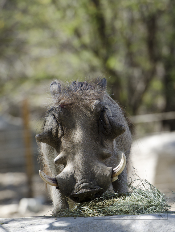 Warthog Eating