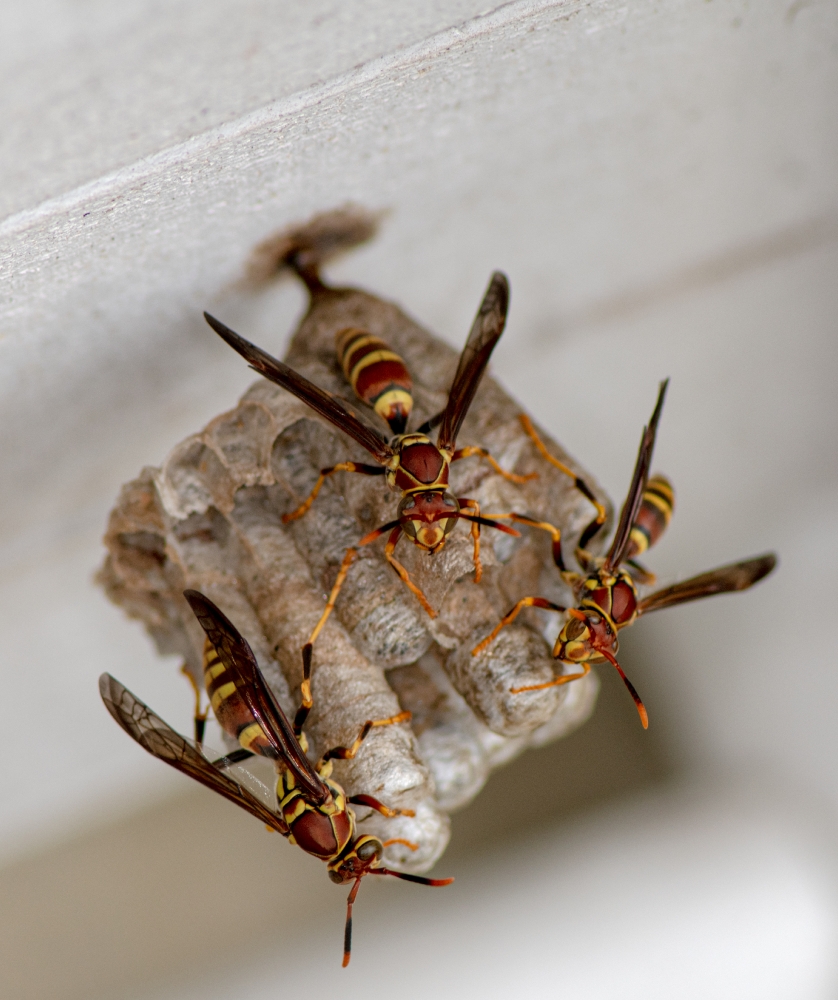 wasps working on building nest