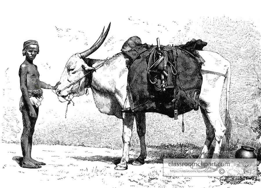 water bearing ox  historical illustration
