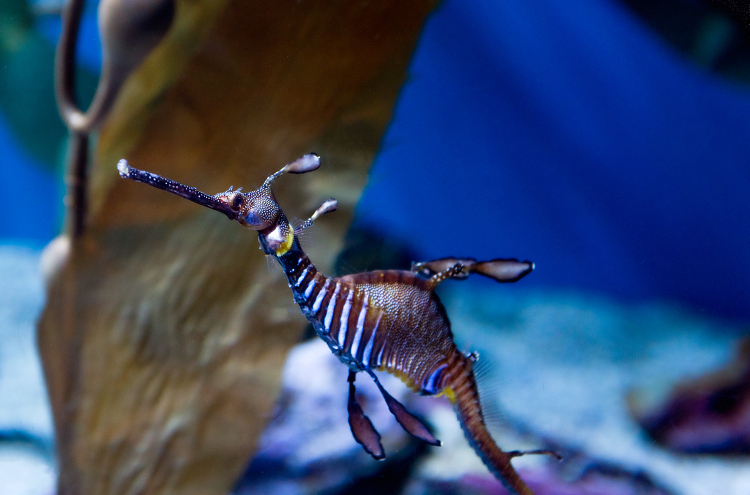 Weedy seadragon Phyllopteryx taeniolatus closeup