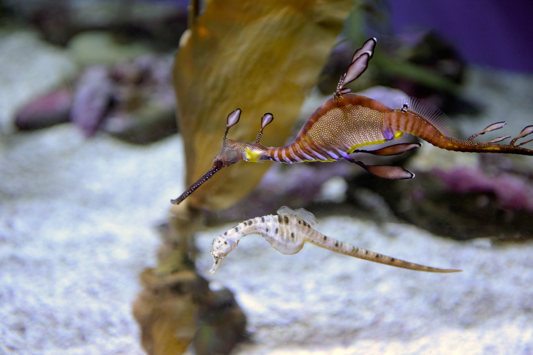 Weedy seadragon Phyllopteryx taeniolatus photo 774AE