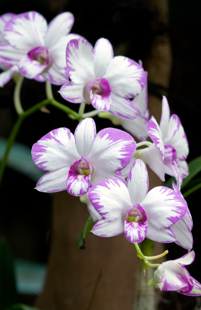 white and purple dendrobium orchids photo