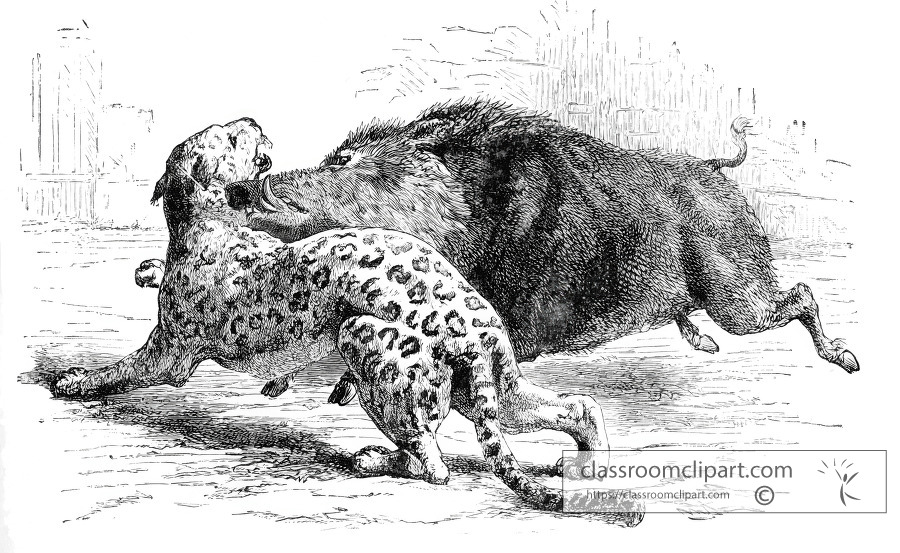 wild boar attacking a panr historical illustration