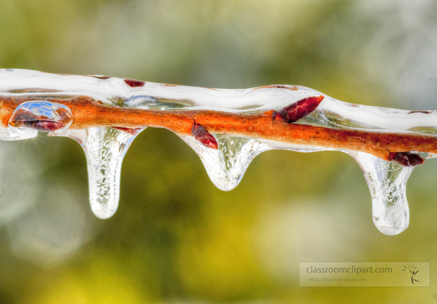 winter snow ice on a fruit tree branch