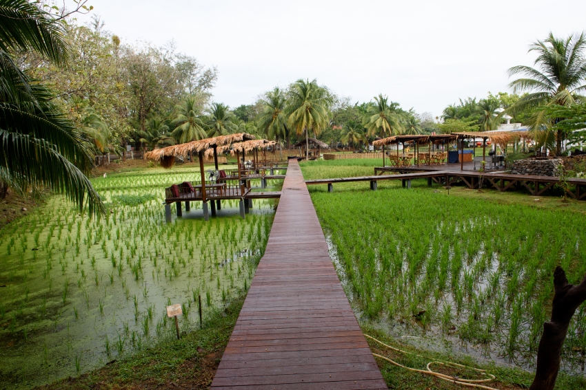 Wooden wakeway in Rice Paddy Langkawi Malaysia 