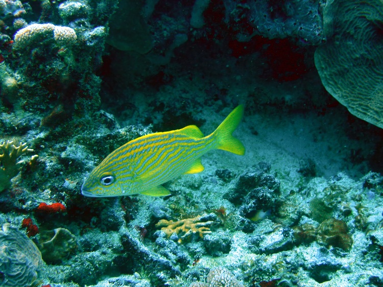yellow and blue fish is swimming in a coral reef