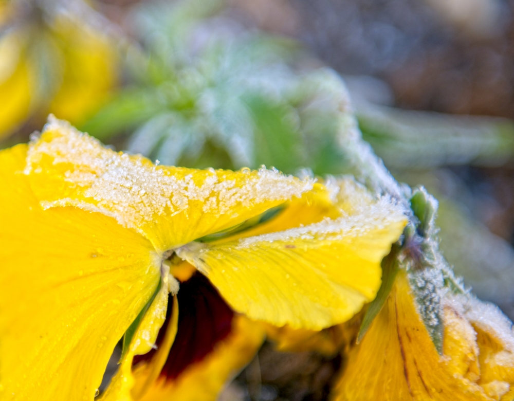 yellow pansy flower with morning winter ice on petal