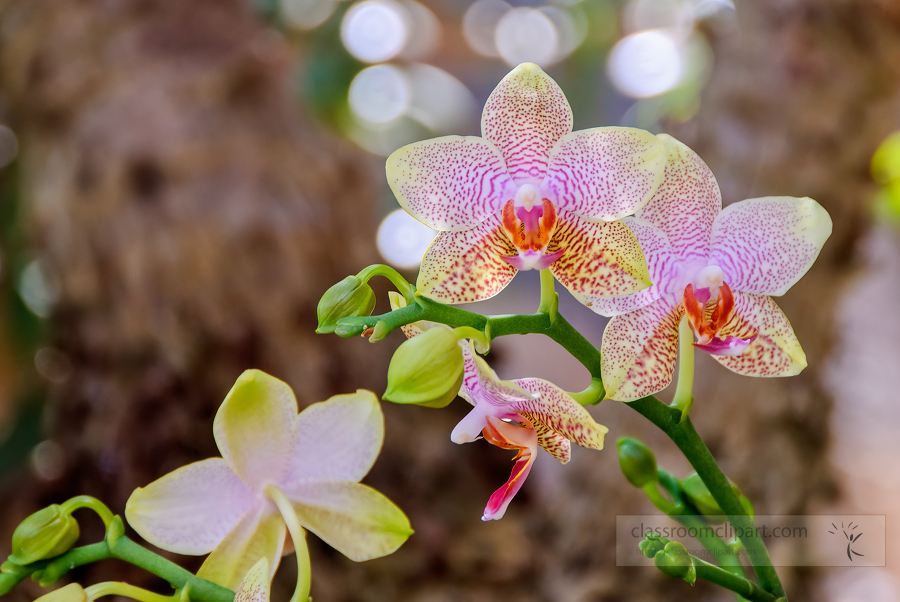 yellow white purple phalaenopsis orchids 453