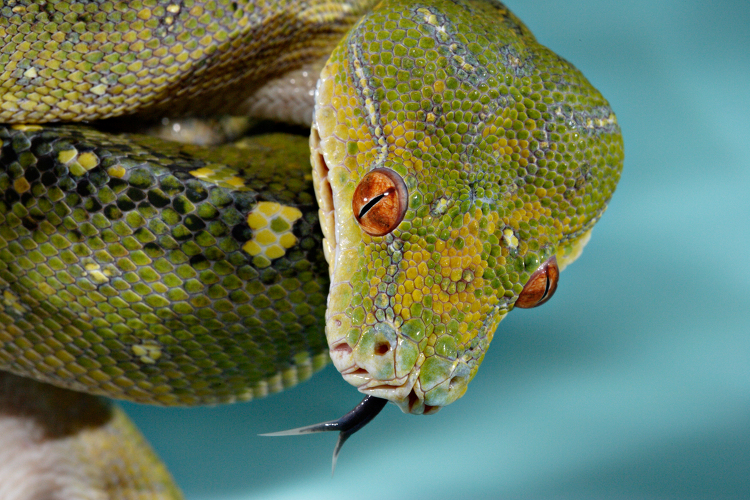 Young Green Tree Python snake
