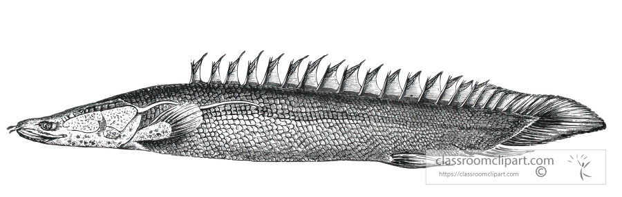 young polypterus historical illustration africa
