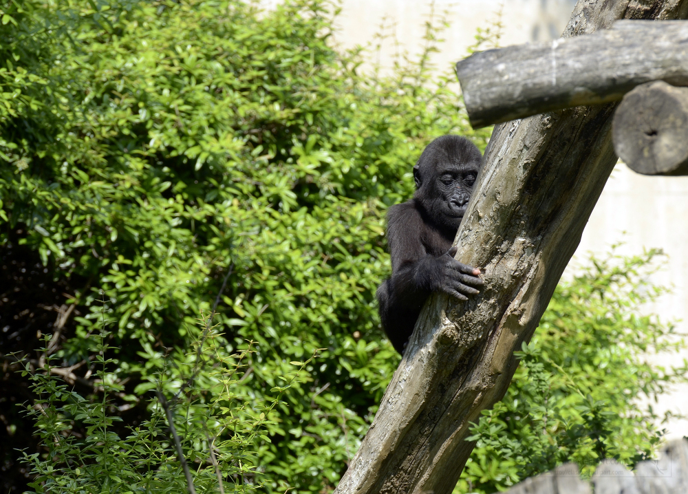 young western lowland gorilla climbing