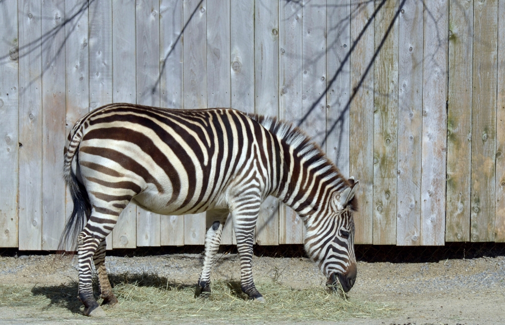 zebra near wooden fence