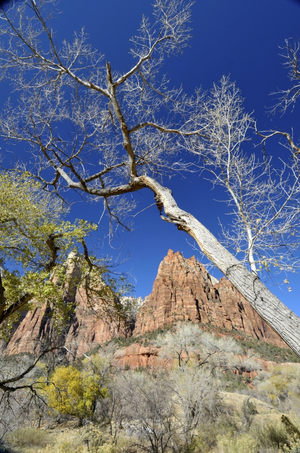 zion national park 23a