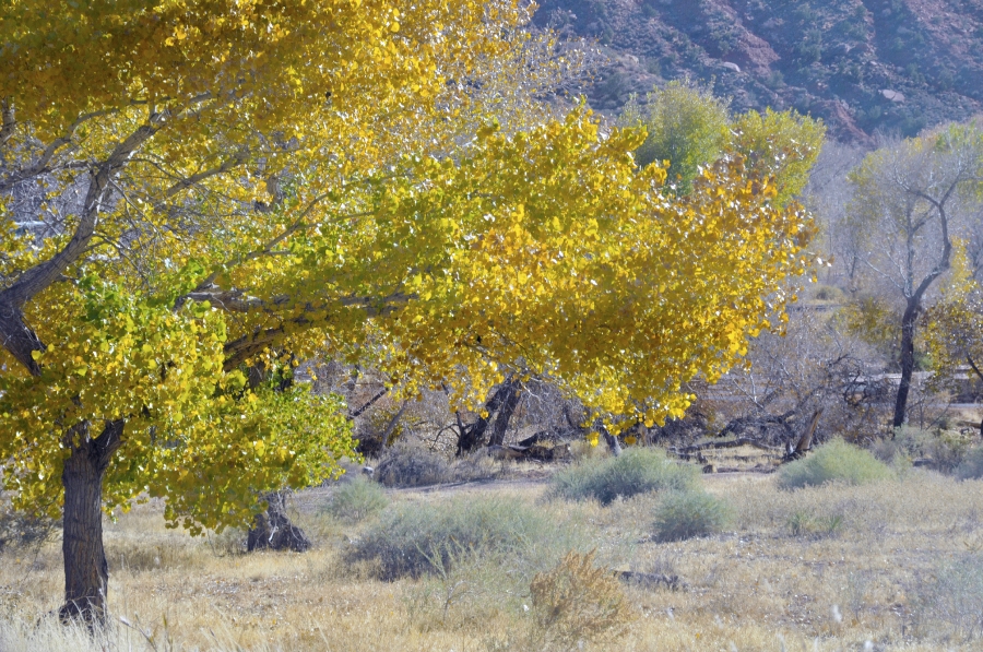 zion national park 302a