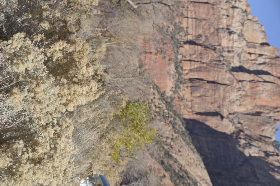 zion national park 304