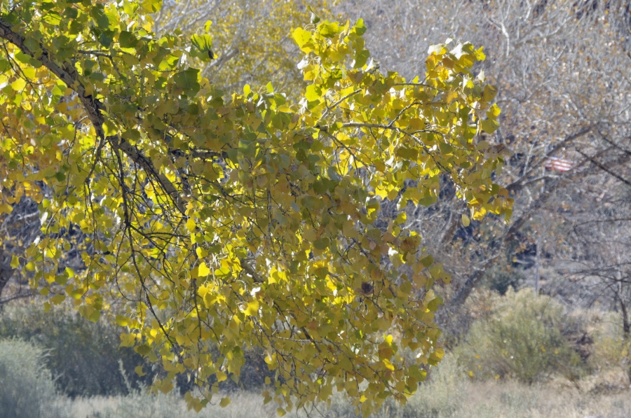 zion national park 320A