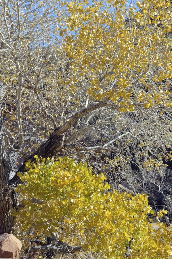 zion national park 89a