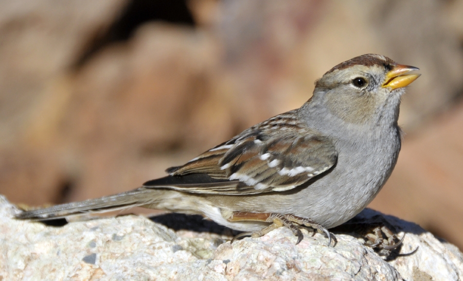 zion national park bird on rock