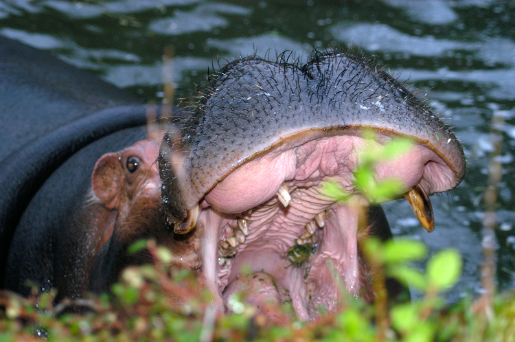 Zoo hippopotamus enjoying food mouth wide teeth visible