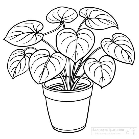 Pilea plant with heart shaped leaves in a pot clipart