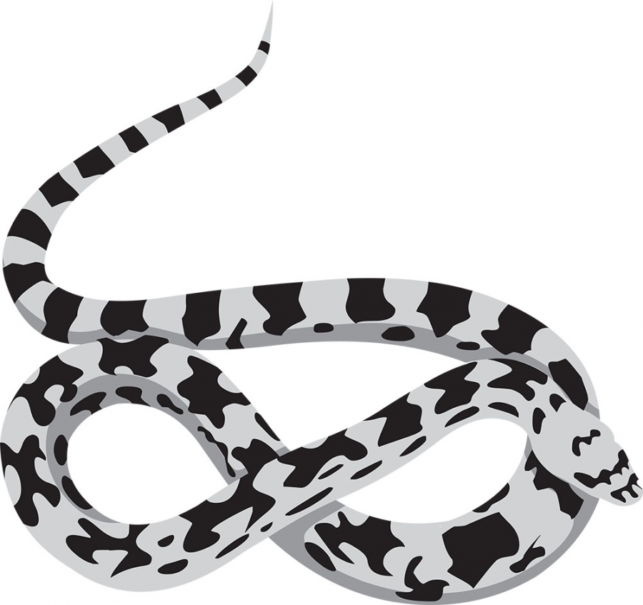 pine snake reptile gray color clipart