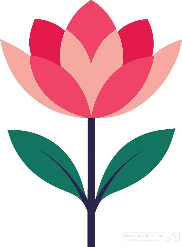 pink lotus flower illustration