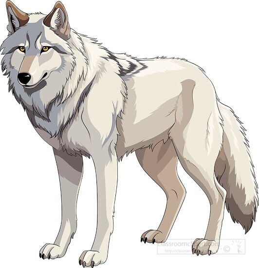 pointed ear wolf a carnivorous mammal