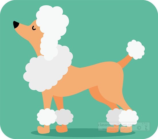 poodle dog side view with trimmed shaped hair clipart