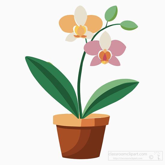 potted orchid with white and orange blooms