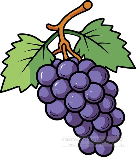 purple grapes on stem clip art