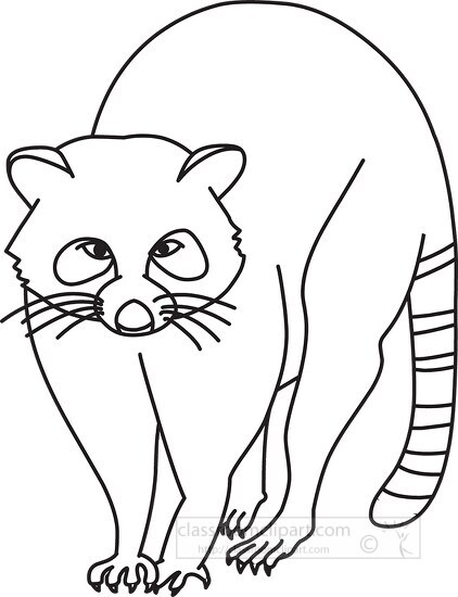 raccoon black outline clipart 21