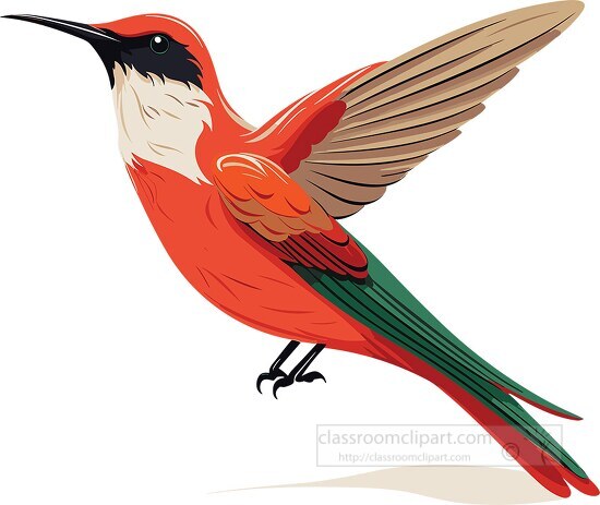 red humingbird with long slender bill