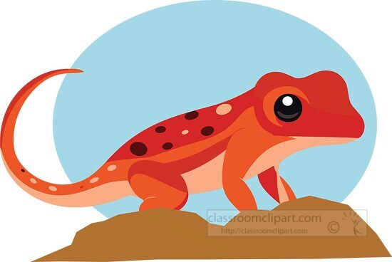 red newt on a rock