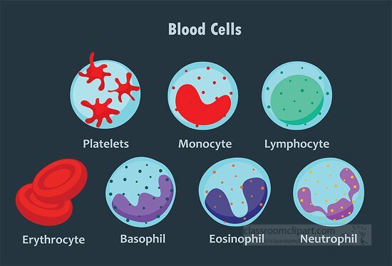 red white blood cells set science clipart