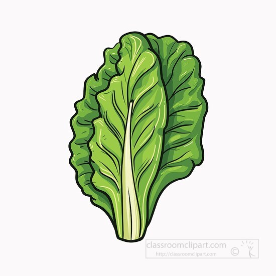 romaine lettuce clip art